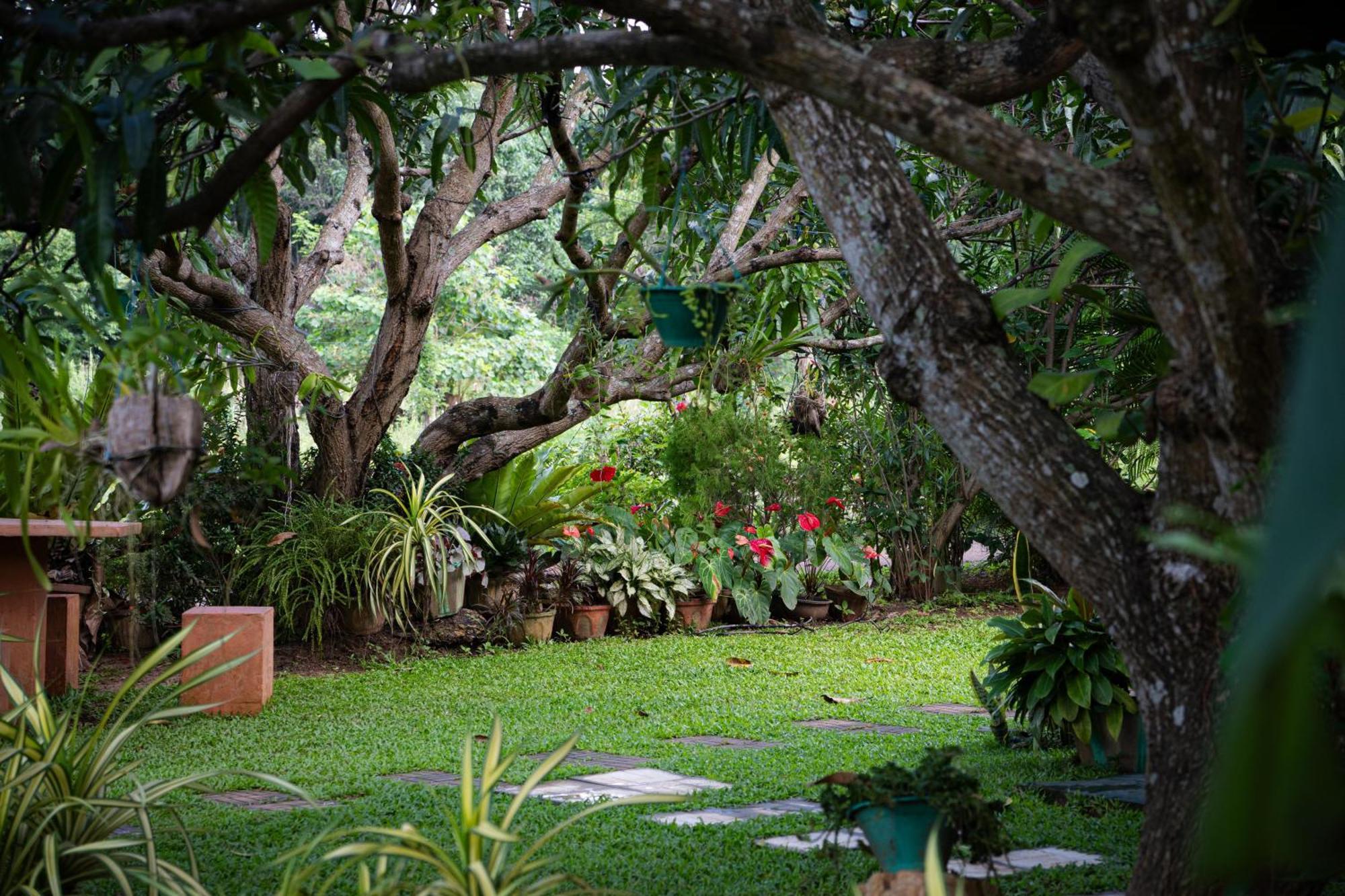 Shan Mango Homestay Sigiriya Ngoại thất bức ảnh